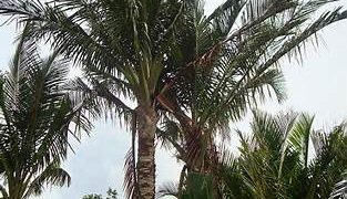 Hilirisasi Sagu SBT: Solusi Lokal Menghadapi Krisis Pangan Global