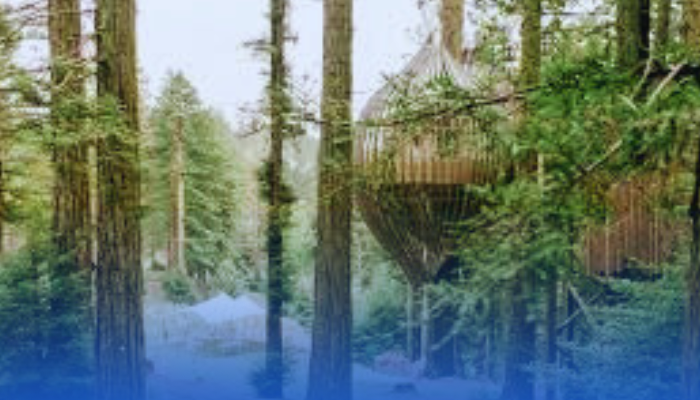 Pondok Pohon di Rotorua New Zealand