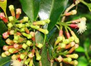 Cengkeh Maluku: Rempah Berharga yang Harumnya Mendunia
