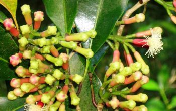 Cengkeh Maluku: Rempah Berharga yang Harumnya Mendunia