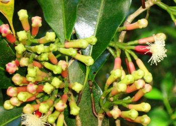Cengkeh Maluku : Rempah Berharga yang Harumnya Mendunia