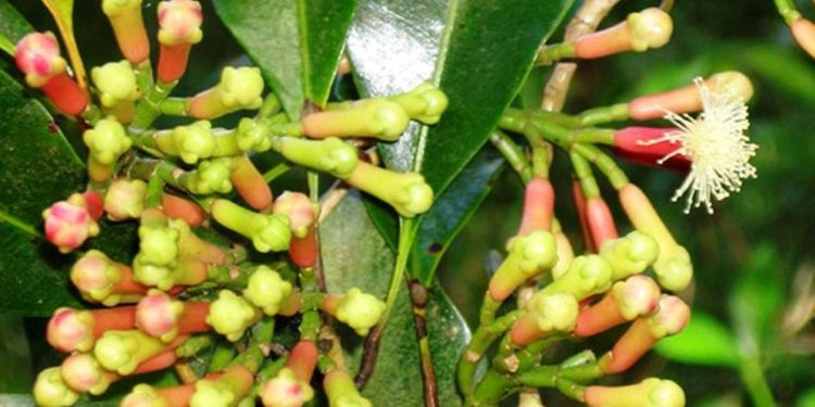 Cengkeh Maluku : Rempah Berharga yang Harumnya Mendunia