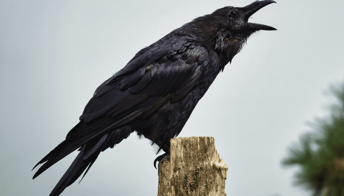 Animal Paling Cerdas di Dunia Menurut Penelitian Ilmiah