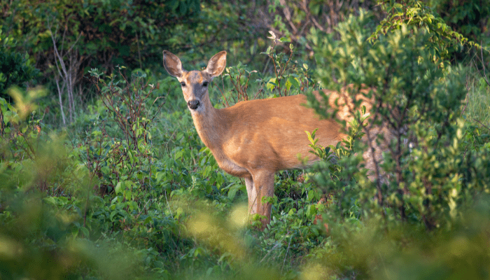 Animal Tercepat di Dunia dan Adaptasi Luar Biasanya