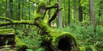Hutan Białowieża